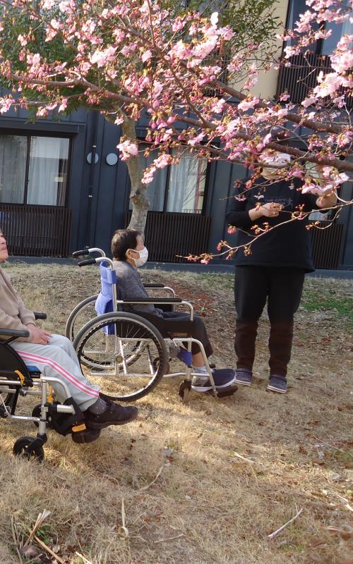 安良川センター内の桜が咲きました♪